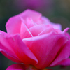 Name of rose_0388_NXD