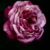 Rose of midsummer D70_1856