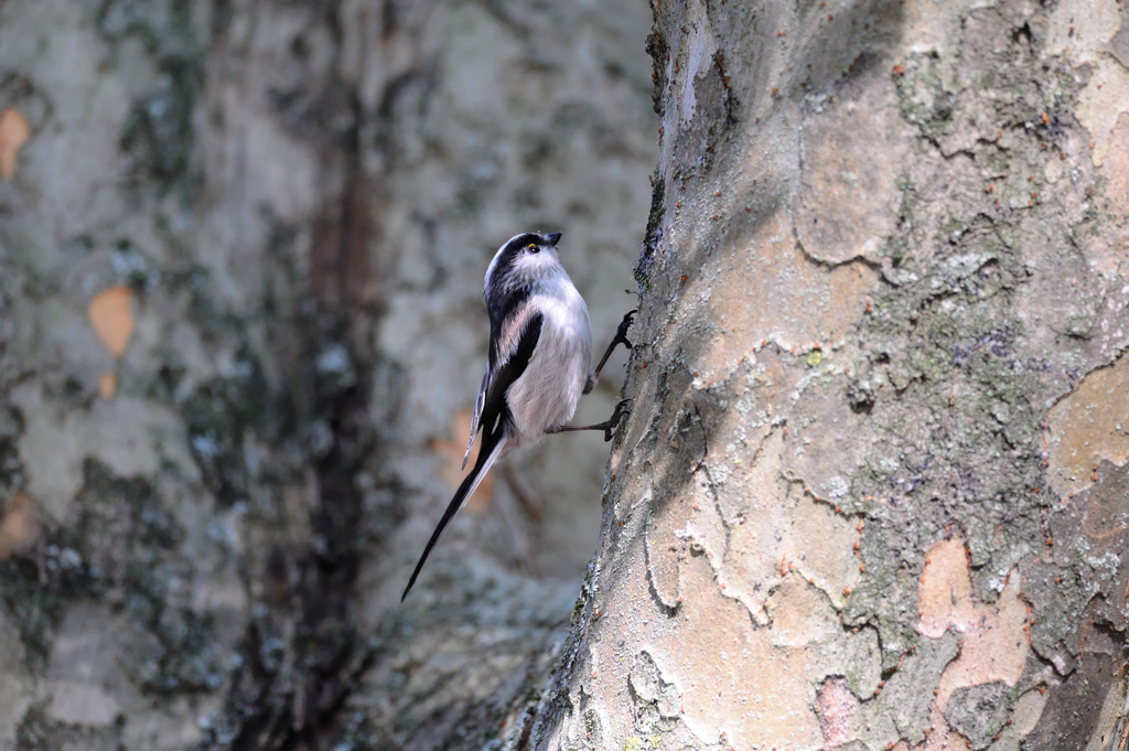 野鳥：D70_0634_NXD