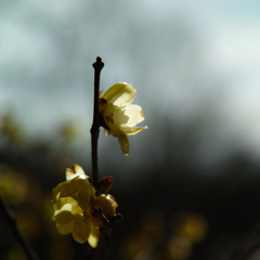 SDIM0406