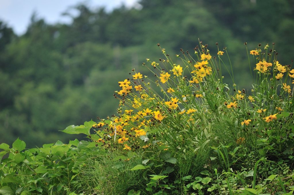 Green Chronicle - D30_8759