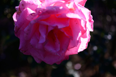 Name of rose : N1S1_DSC_0403