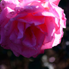 Name of rose : N1S1_DSC_0403