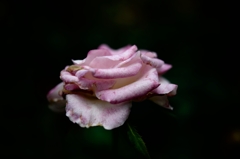 Rose of midsummer D70_1853