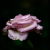 Rose of midsummer D70_1853
