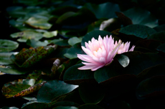 Nymphaea　D70_8000