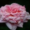 Name of rose
