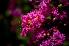 DSCF0470_1