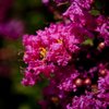 DSCF0470_1