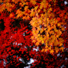 秋の色　D72_4569