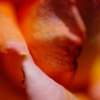 Name of rose