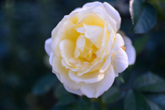 Name of rose : N1S1_DSC_0419