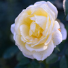 Name of rose : N1S1_DSC_0419