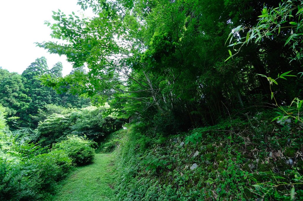 Green Chronicle - D30_8740