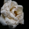 Rose of midsummer D70_1863