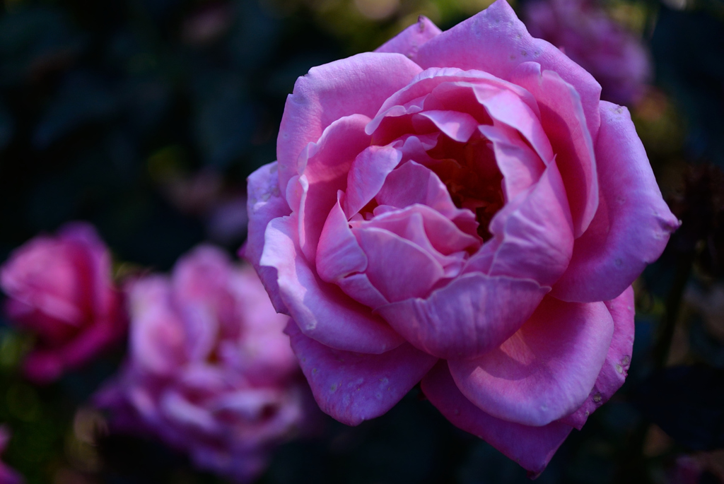 Name of rose : N1S1_DSC_0356