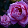 Name of rose : N1S1_DSC_0356