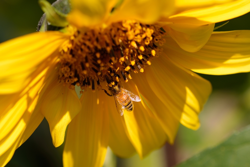 Autumn Yellow : D71_4205_NXD