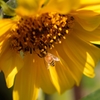 Autumn Yellow : D71_4205_NXD