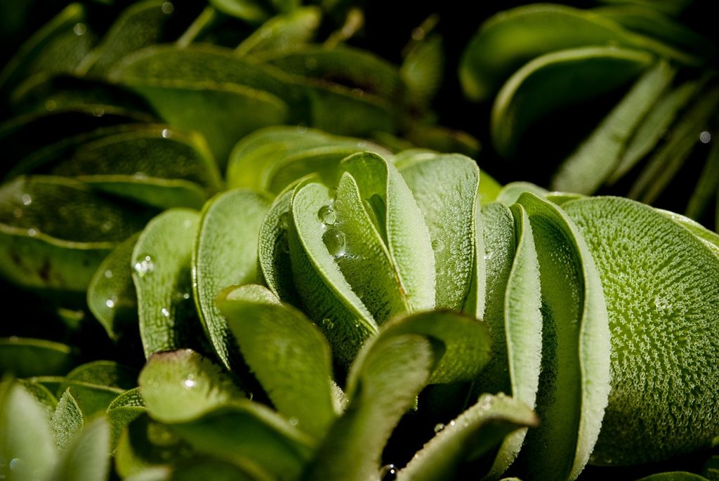 Green Chronicle - DSCF0447