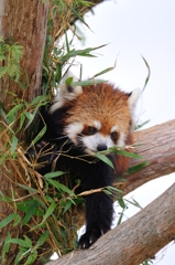 Red panda : D70_0305_NXD