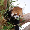Red panda : D70_0305_NXD