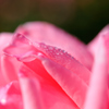 Name of rose_0453_NXD