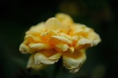 Rose of midsummer D70_1879