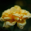 Rose of midsummer D70_1879