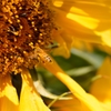 Autumn Yellow : D71_4199_NXD