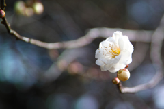SDIM0322