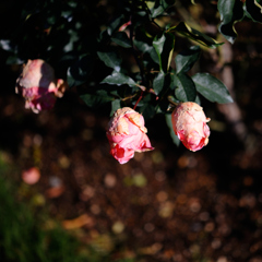 Name of rose　D72_4960