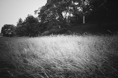 CGHO_091003_uji_katsura_KOBW400_04