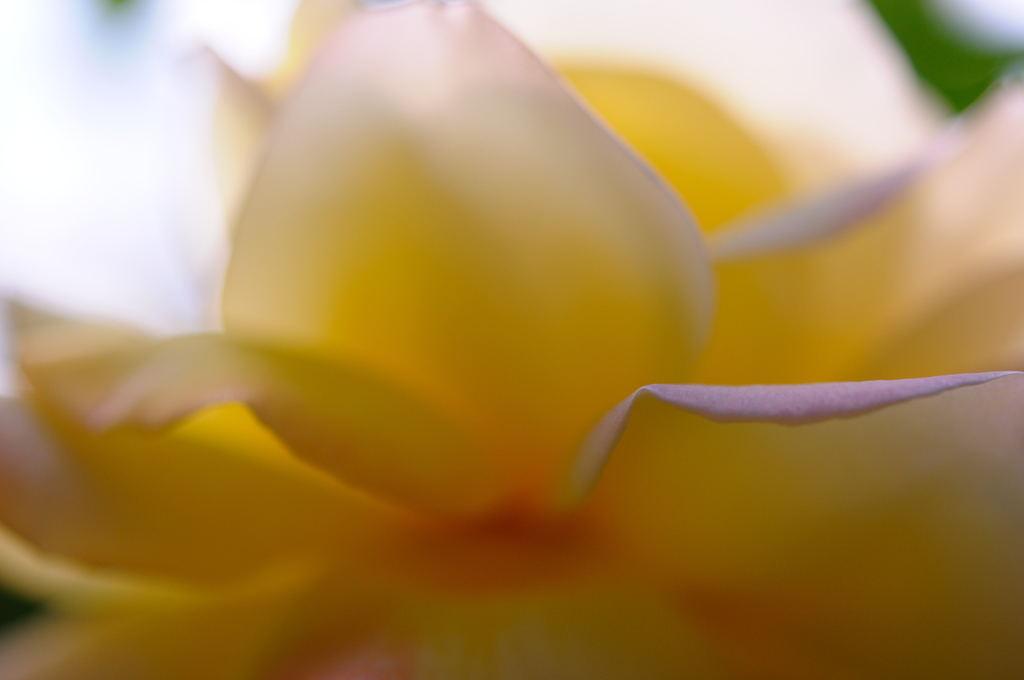 Name of rose_0359_NXD