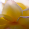 Name of rose_0359_NXD