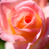 Name of rose_0422_NXD