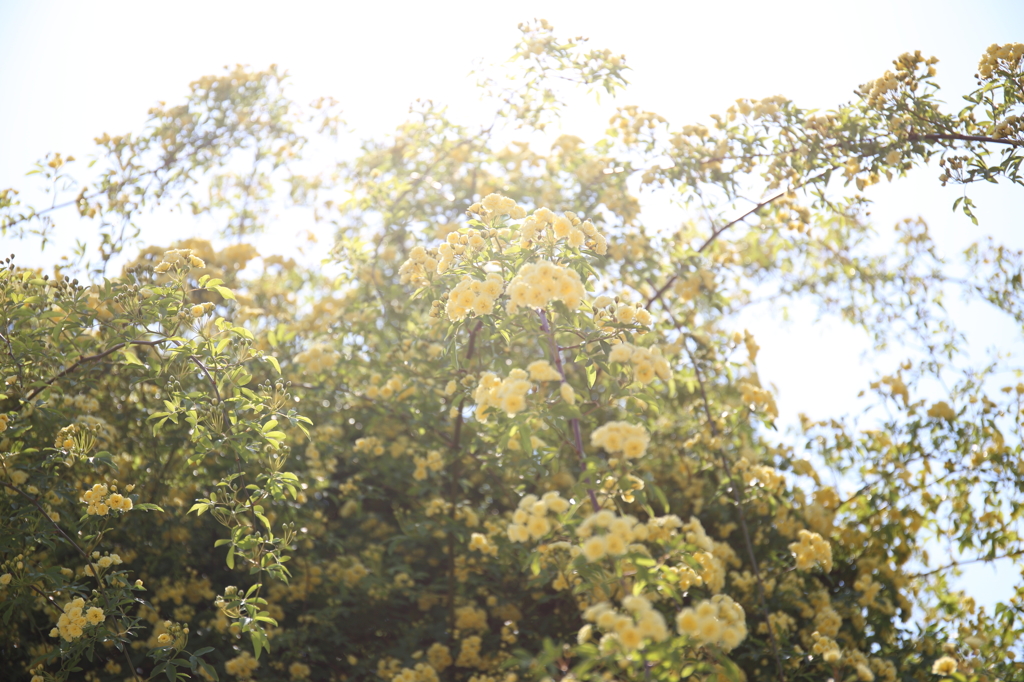 Rosa banksiae（モッコウバラ）