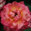 Rose of midsummer D70_1878