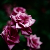 Rose of midsummer D70_1845