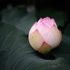 花図譜 ：　photo1927191