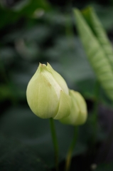 花図譜 ：　D70_0486
