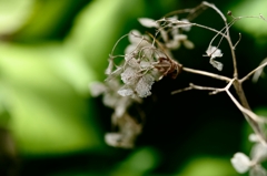 花図譜 ：photo1885892