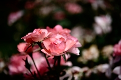 Rose of midsummer D70_1852