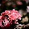Rose of midsummer D70_1852