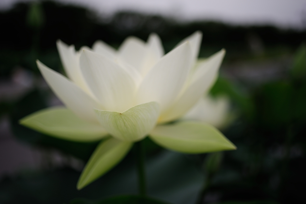 花図譜 ：　photo1927189