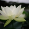 花図譜 ：　photo1927189