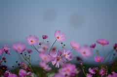 秋桜2014　京都亀岡　D70_0034_NXD