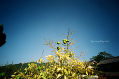 CGHO_091004ohara_SOL200_17