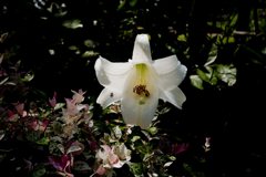 DSCF0478_2