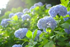 hydrangea